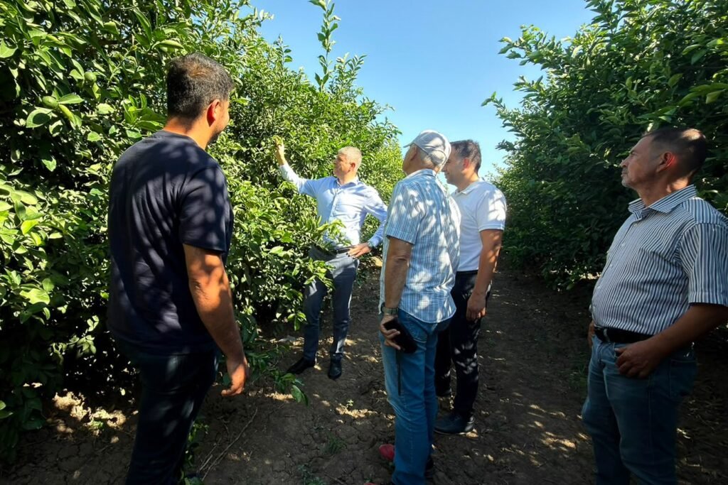 Mayer limonunda hasat başladı