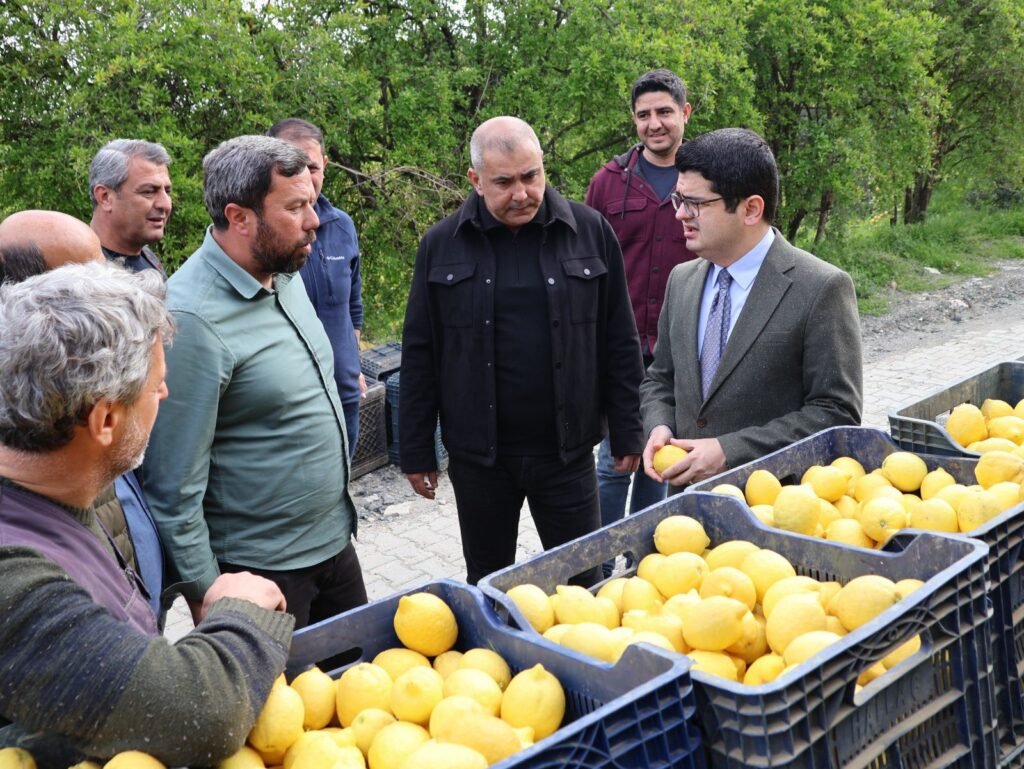 Mayer limonunda hasat başladı