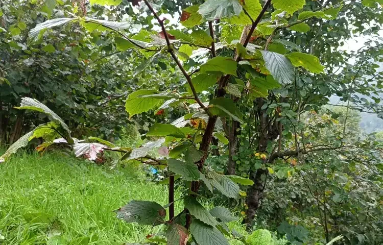 Şalpazarı’nda Ordu Çakıldak fındığı kumlu toprakta ürün verdi