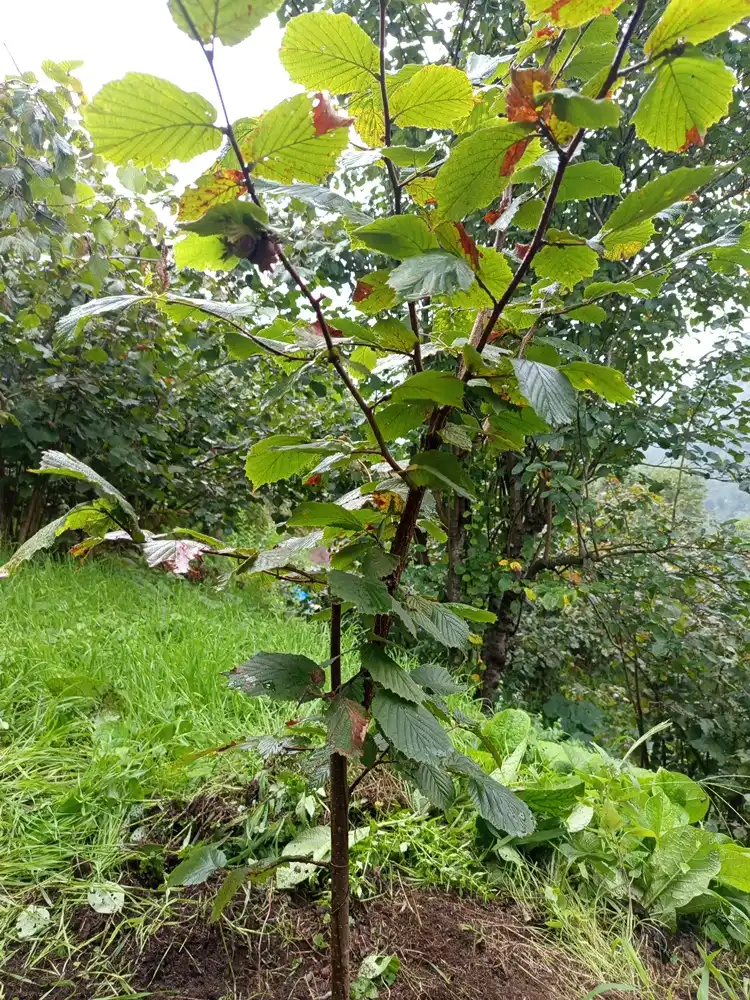 Şalpazarı’nda Ordu Çakıldak fındığı kumlu toprakta ürün verdi